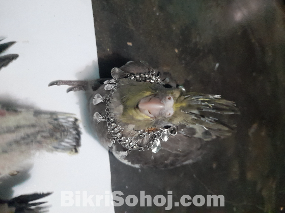 কোকাটেল পাখির বাচ্চা
